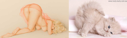 pin-up-cat-bum
