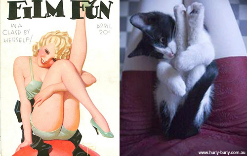 pin-up-cat-flexible