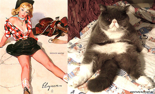 pin-up-cat-spread