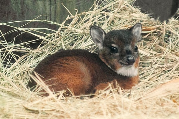 Photo credit: Tampa's Lowry Park Zoo