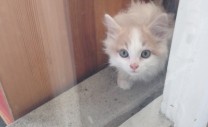 apartment-kitten