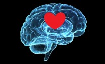 happy-heart-brain