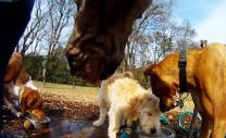 go-pro-dog-video