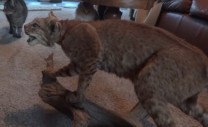 taxidermy-bobcat
