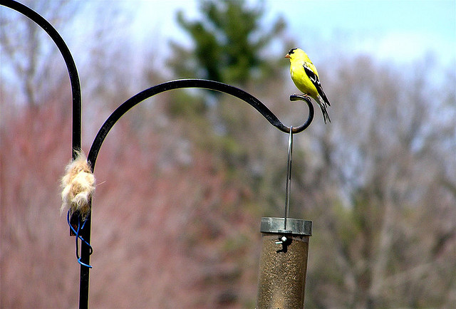 Photo credit: Muffet on Flickr