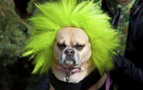 Via: Dogs Wearing People Clothes