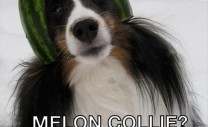 melon-collie