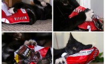 netflix-cat