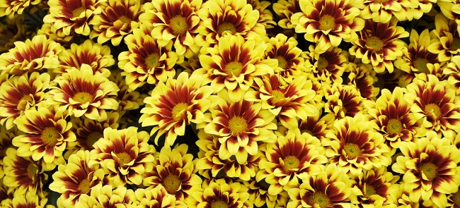 Photo credit: Shutterstock